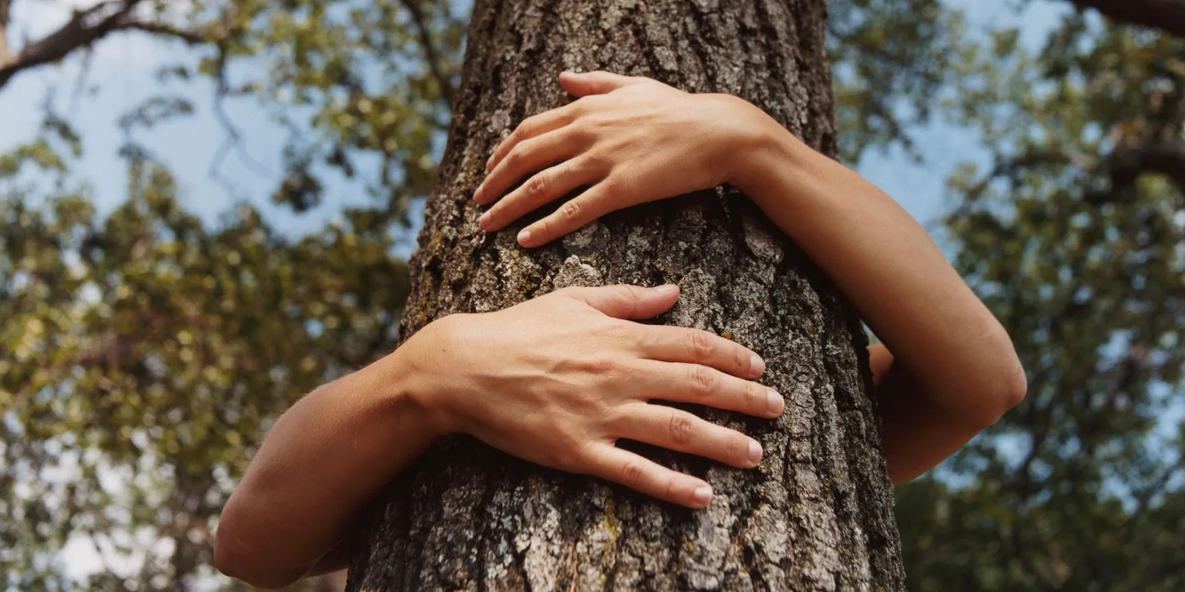 Persona che abbraccia il tronco di un albero