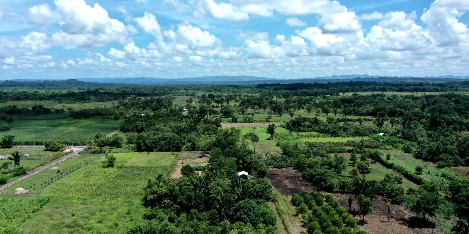 Alberi e campi visti dall'alto