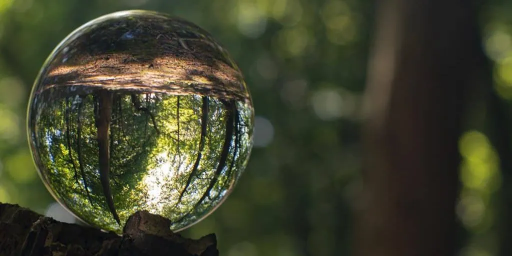 sfera di vetro che distorce l'immagine riflessa della foresta