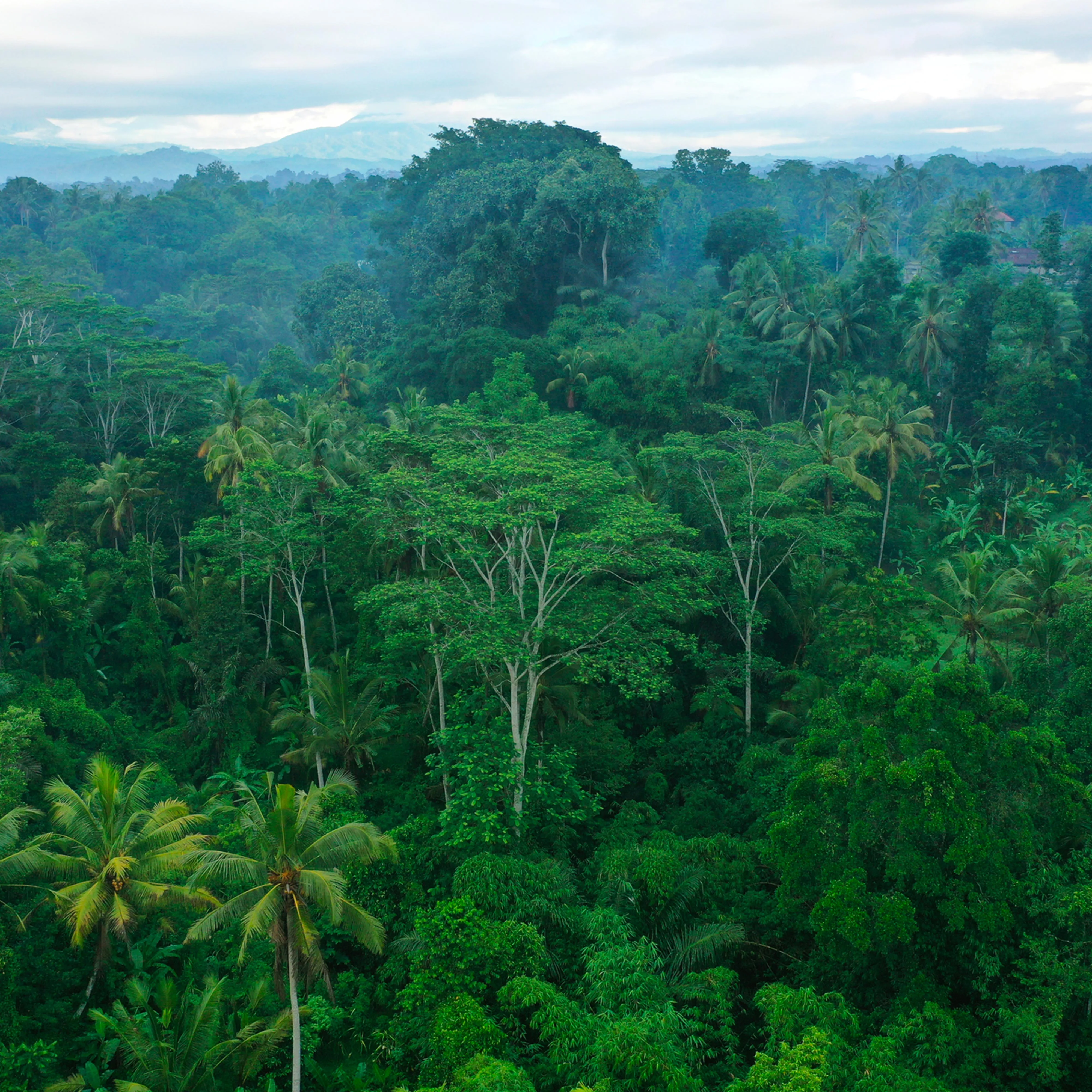 Foresta Guatemala