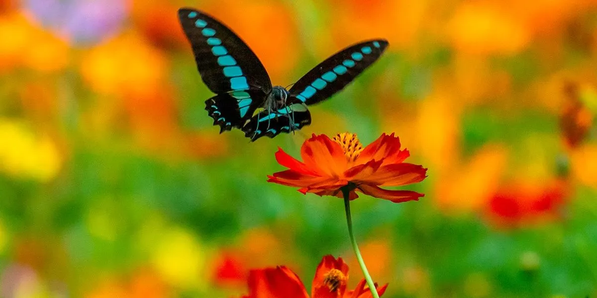 farfalla azzurra e nera che si appoggia sopra un fiore rosso