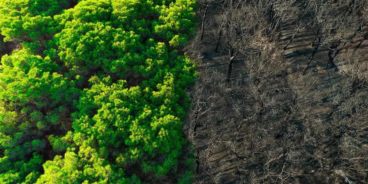 Immagine dall'alto di una foresta per metà con alberi rigogliosi e metà con alberi secchi e bruciati